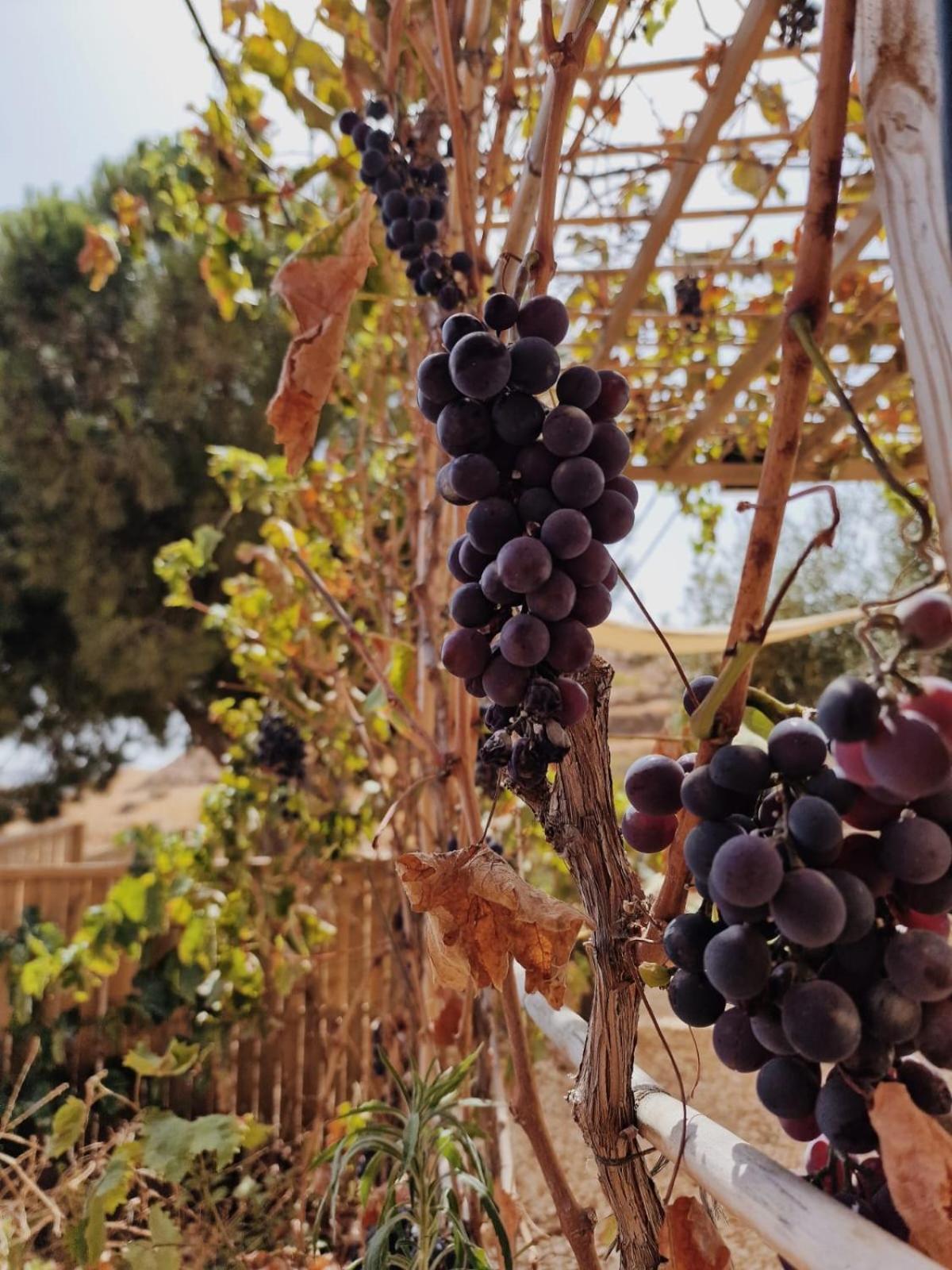 Glamping Finca El Olivo Mijas Exterior foto